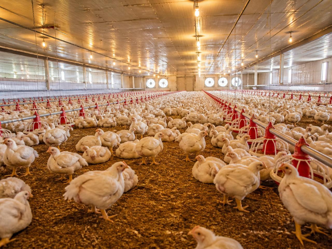 Broiler Chickens
