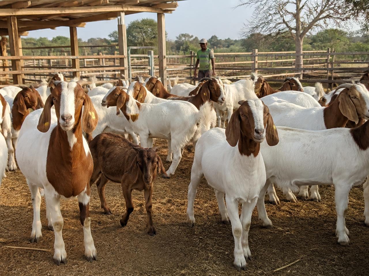 Goats — Breeding & Meat