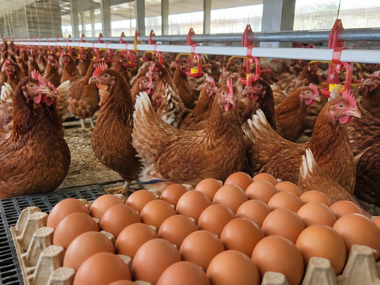 Layer Chickens & Table Eggs