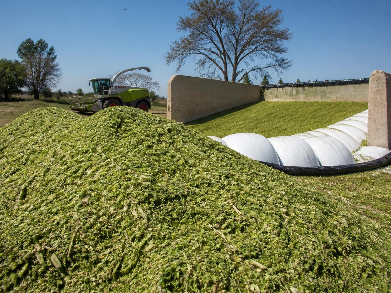 Fresh maize silage at the farm