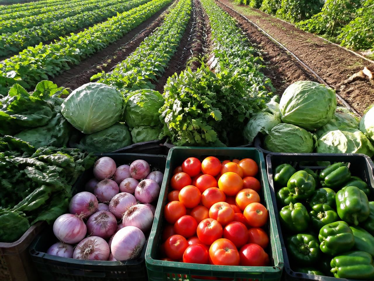 Fresh Vegetables